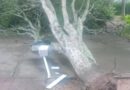 Árvore desaba na Área Verde do município de Arapiraca