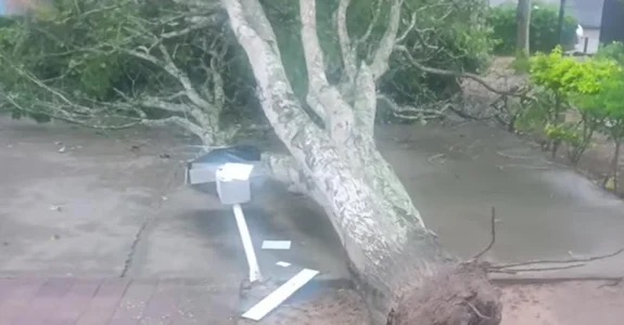 Árvore desaba na Área Verde do município de Arapiraca