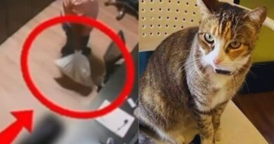 MP denuncia dupla por morte de gata em academia de Maceió MP denuncia dupla por morte de gata em academia de Maceió