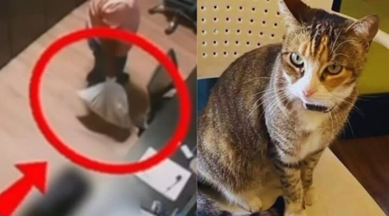 MP denuncia dupla por morte de gata em academia de Maceió